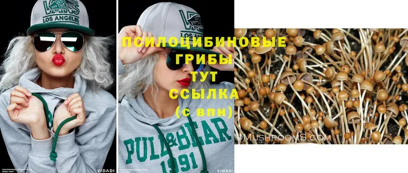 где найти   Алексеевка  Псилоцибиновые грибы Psilocybine cubensis 