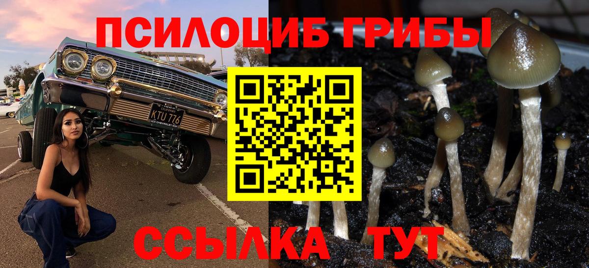 Псилоцибиновые грибы Psilocybe  Алексеевка  Галлюциногенные грибы Psilocybine cubensis 